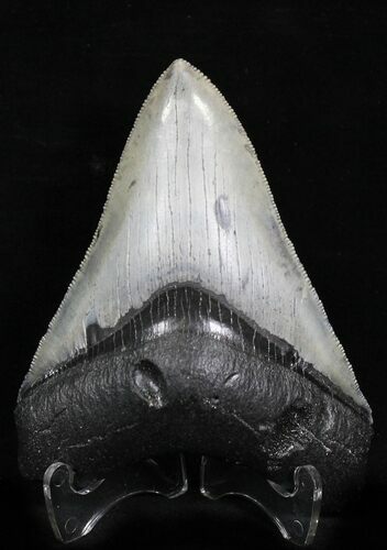 Serrated Megalodon Tooth - Venice, Florida #21939